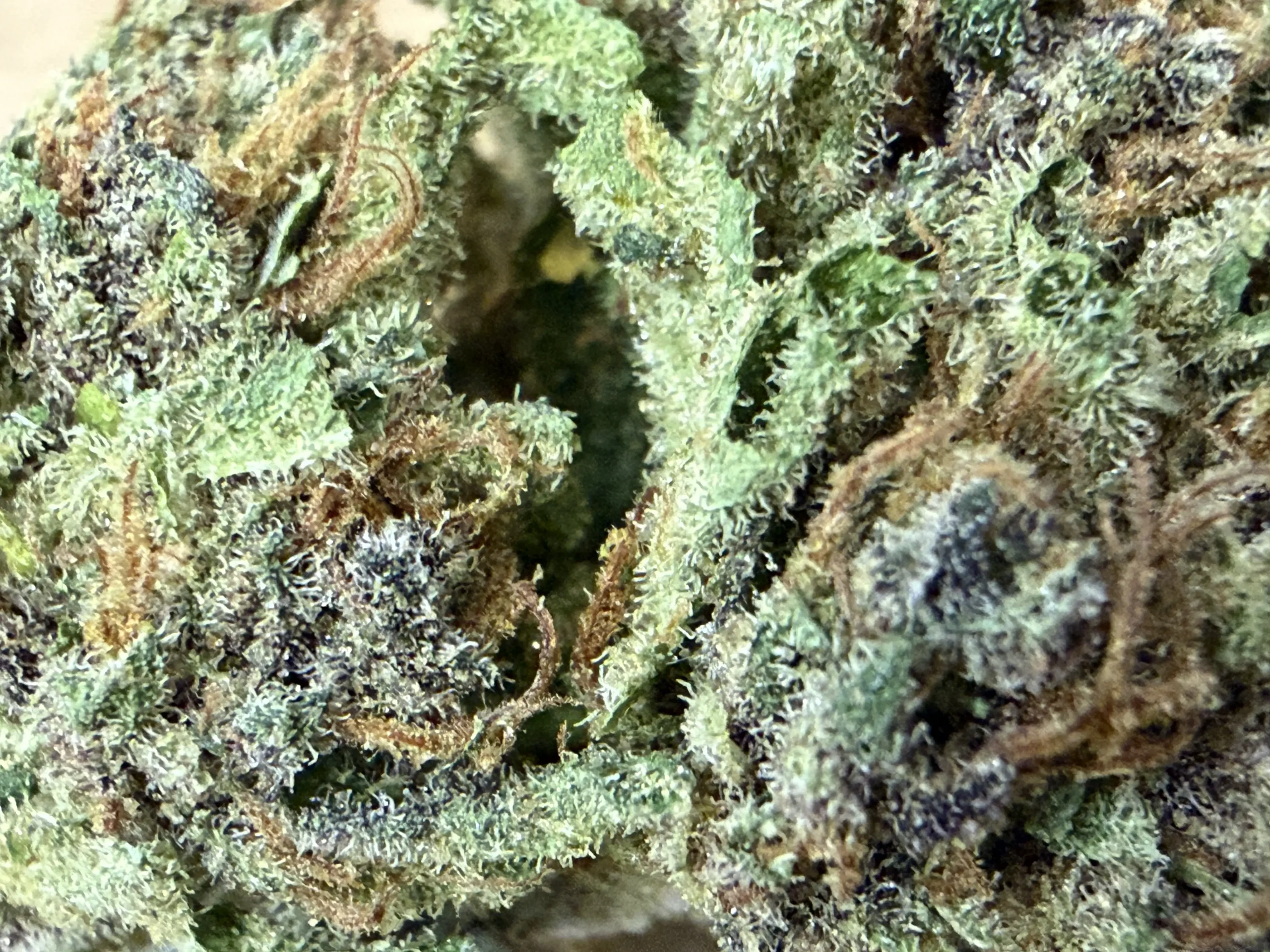 Blue Widow – Image 3